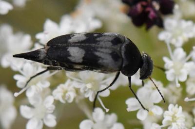 <i>Variimorda</i>