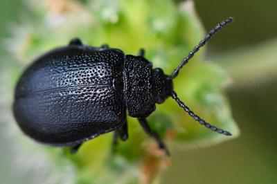 <i>Galeruca tanaceti</i>