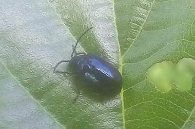 <i>Agelastica alni</i>