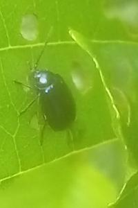 <i>Agelastica alni</i>