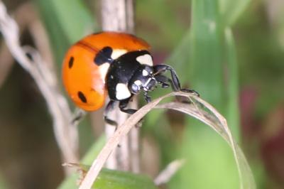 <i>Coccinella septempunctata</i>