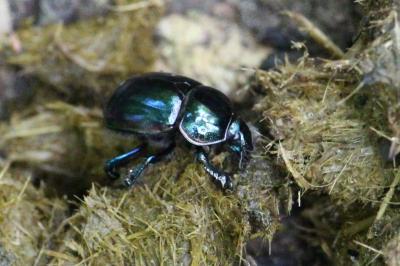 <i>Trypocopris pyrenaeus</i>