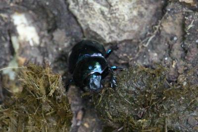 <i>Trypocopris pyrenaeus</i>