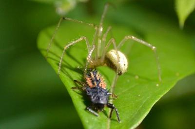 <i>Harmonia axyridis</i>