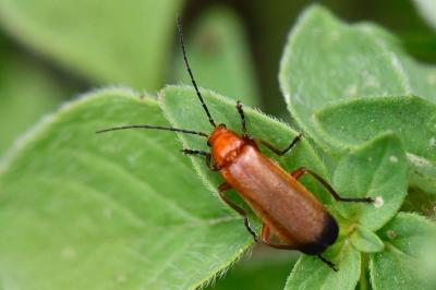 <i>Rhagonycha fulva</i>