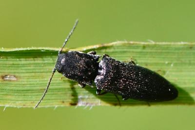 <i>Agriotes gallicus</i>