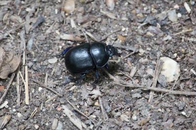 <i>Anoplotrupes stercorosus</i>