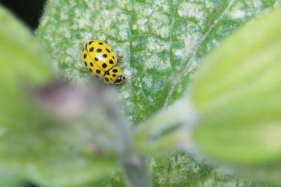 <i>Psyllobora vigintiduopunctata</i>