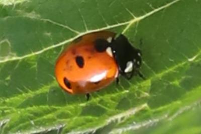 <i>Coccinella septempunctata</i>