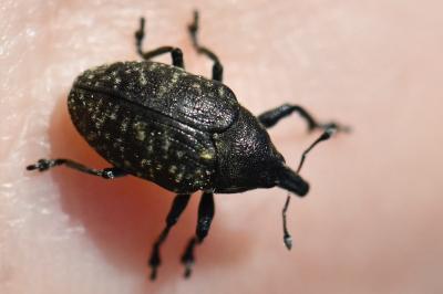 <i>Larinus turbinatus</i>