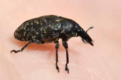 <i>Larinus turbinatus</i>