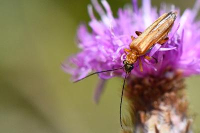 <i>Oedemera podagrariae</i>