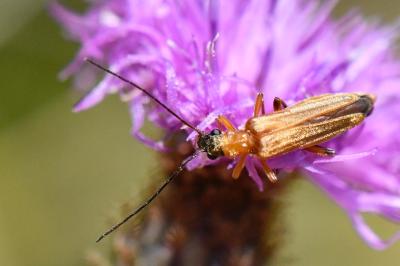 <i>Oedemera podagrariae</i>