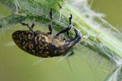 <i>Larinus turbinatus</i>