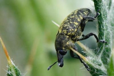 <i>Larinus turbinatus</i>