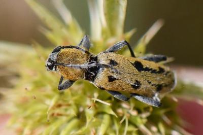 <i>Chlorophorus glabromaculatus</i>