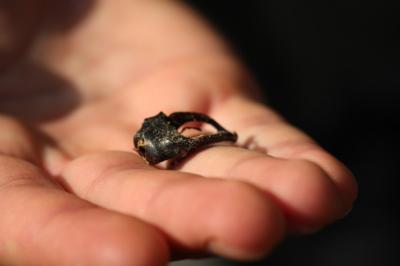 <i>Lucanus cervus</i>