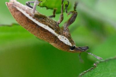 <i>Lixus ochraceus</i>