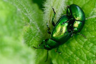 <i>Chrysolina herbacea</i>