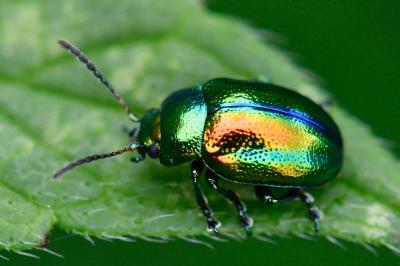 <i>Chrysolina fastuosa</i>