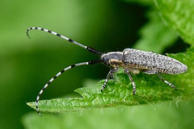 <i>Agapanthia villosoviridescens</i>