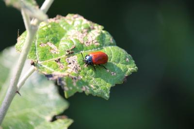<i>Chrysomela populi</i>