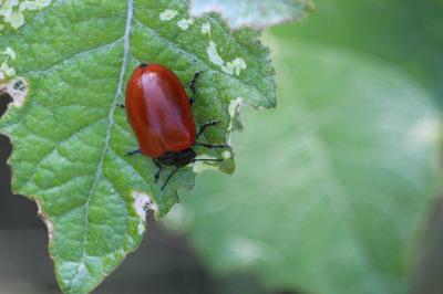 <i>Chrysomela populi</i>