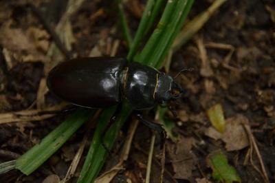 <i>Lucanus cervus</i>