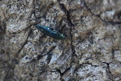 <i>Agrilus biguttatus</i>