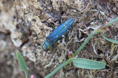 <i>Agrilus biguttatus</i>