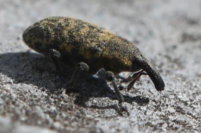 Larinus carlinae