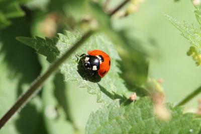 <i>Coccinella septempunctata</i>