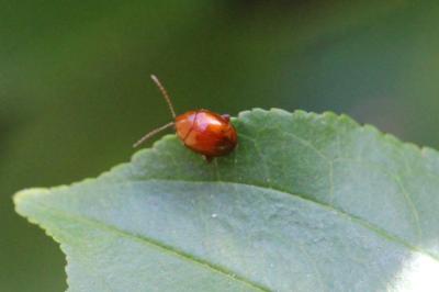 <i>Sphaeroderma</i>