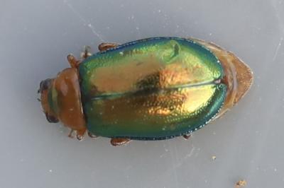 <i>Sermylassa halensis</i>