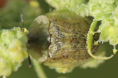 <i>Cassida nebulosa</i>