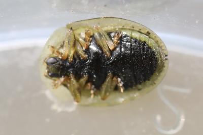 <i>Cassida nebulosa</i>