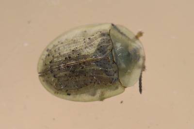 <i>Cassida nebulosa</i>