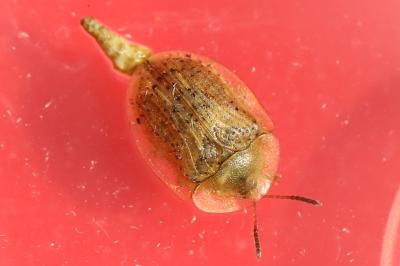 <i>Cassida nebulosa</i>