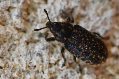 <i>Rhinocyllus conicus</i>