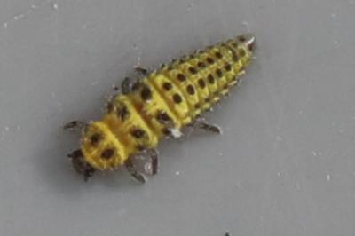 <i>Psyllobora vigintiduopunctata</i>