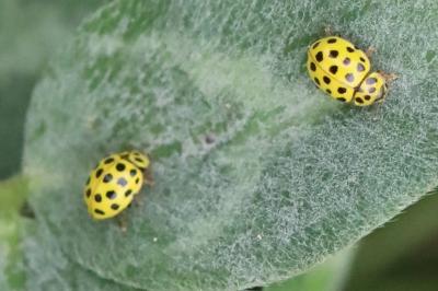 <i>Psyllobora vigintiduopunctata</i>
