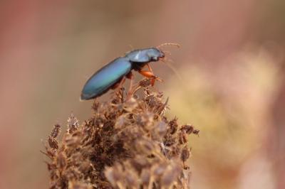 <i>Ophonus ardosiacus</i>