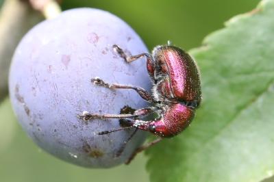 <i>Rhynchites auratus</i>