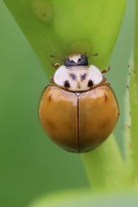 <i>Harmonia axyridis</i>
