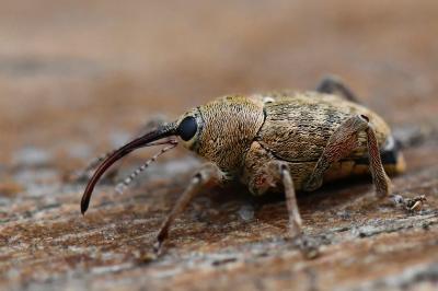 <i>Curculio glandium</i>