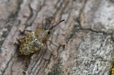 <i>Curculio glandium</i>