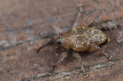 <i>Curculio glandium</i>