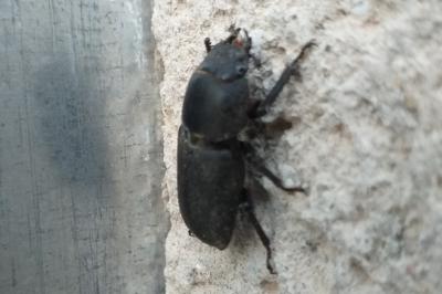 Petite biche