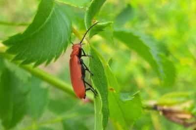 <i>Pyrochroa serraticornis</i>