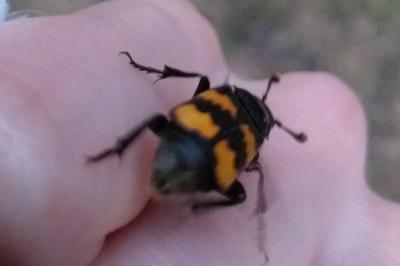 <i>Nicrophorus interruptus</i>